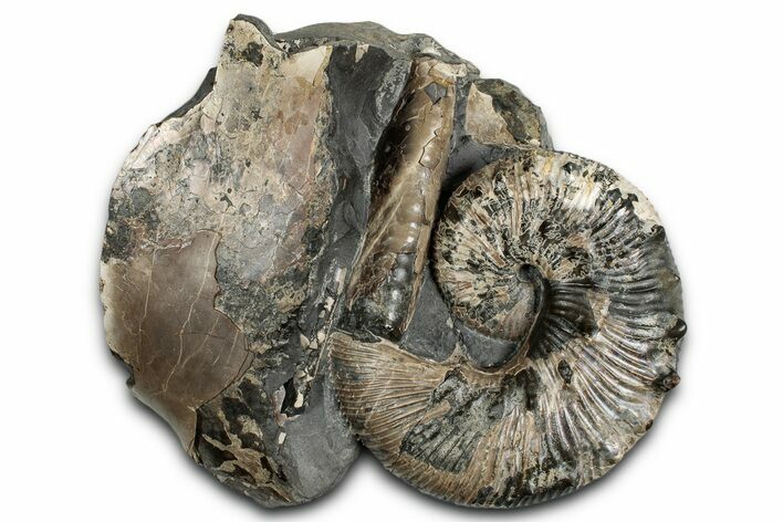 Cretaceous Ammonite and Cephalopod Fossil - Montana #354623